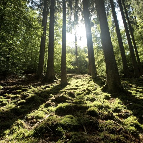 Eifel Landschaft, © Eifel Tourismus GmbH, Dominik Ketz