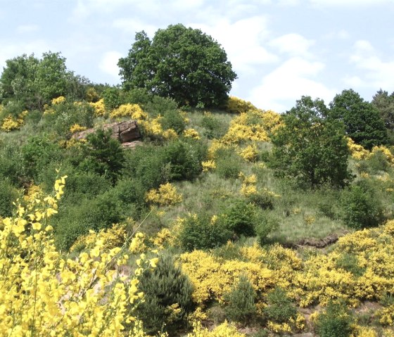 Eifelgold in Lissendorf, © Gertrud Wieser