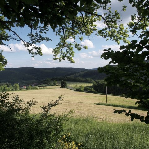 blick-aus-dem-wald-ueber-wiesen