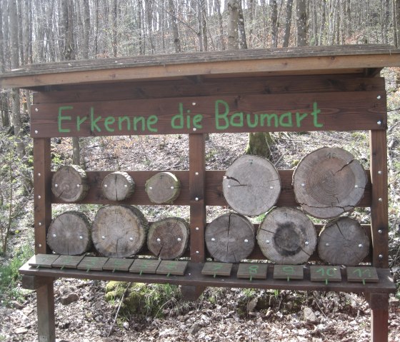 Wald-Erlebnis-Lehrpfad Birresborn (4), © Touristik GmbH Gerolsteiner Land, Ute Klinkhammer