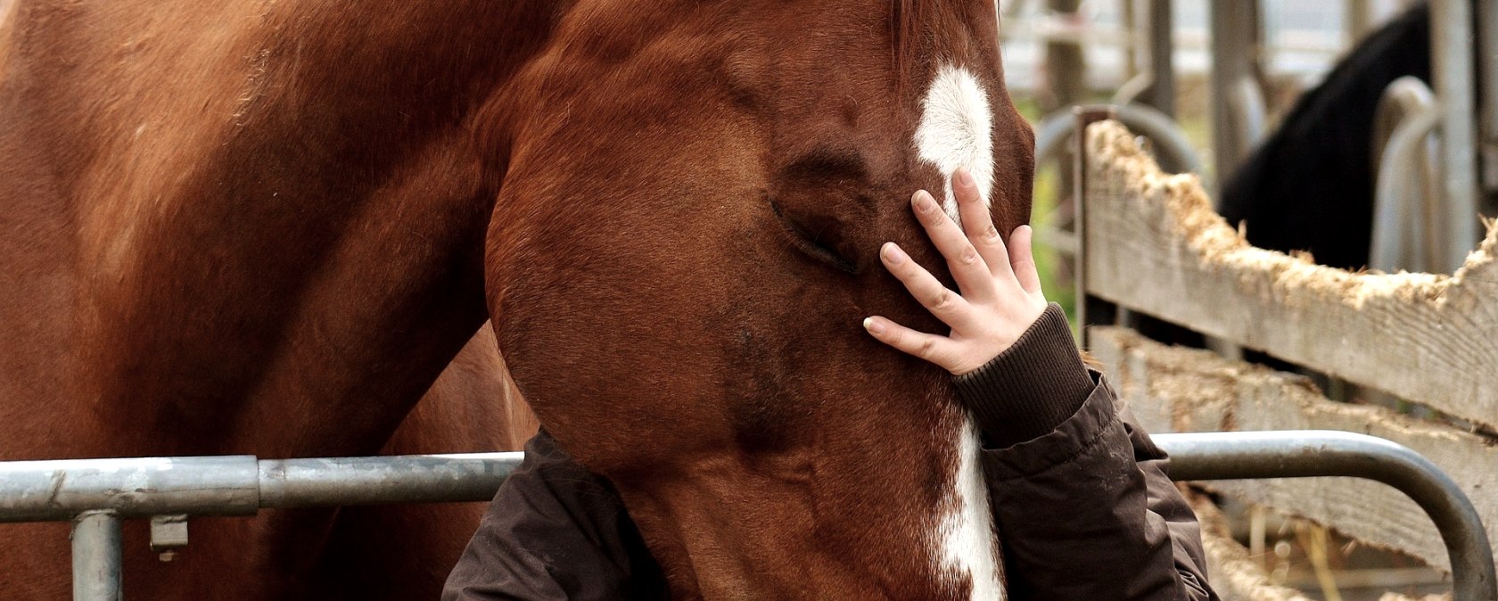 Eifel zu Pferd, © pixaby