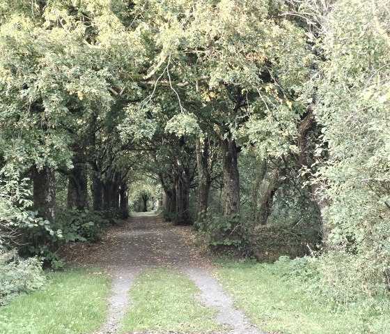 Wanderweg zum Ehrenmal, © Touristik GmbH Gerolsteiner Land, Leonie Post