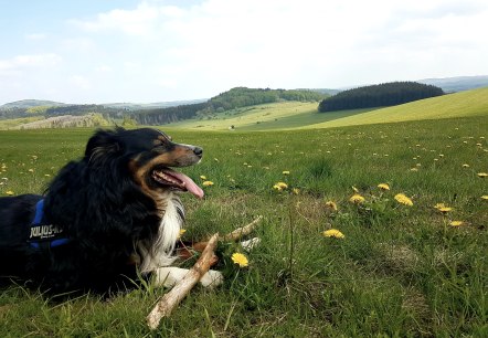 Rund um den Nerother Kopf mit Hund, © Nicole Baller/TW Gerolsteiner Land GmbH