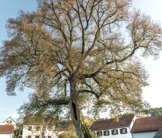 Eifelsteig-2019-154-Kloster Niederehe, © Eifel Tourismus GmbH, Dominik Ketz