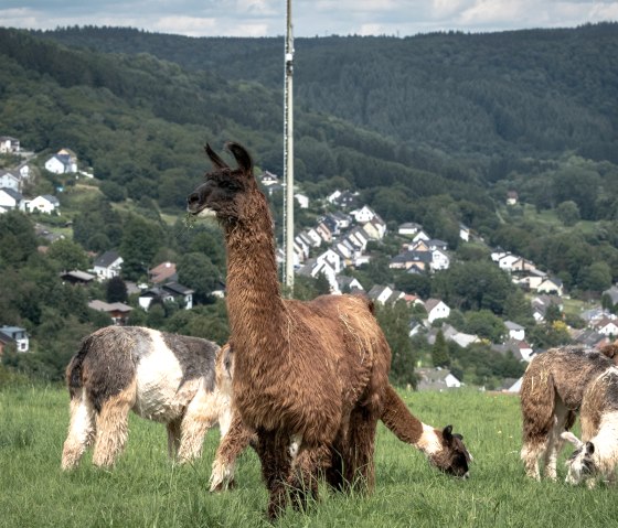 Lamazucht Vulkaneifel, © Nikolai Wirtz, Lamazucht Vulkaneifel