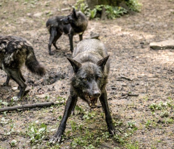 Adler & Wolfspark Kasselburg, Pelm, © Eifel Tourismus GmbH, Dominik Ketz