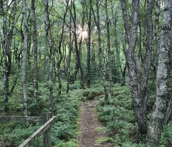 moorpfad-ormont-7, © Touristik GmbH Gerolsteiner Land