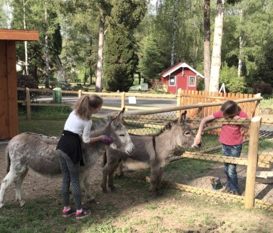 Mini kinderboerderij