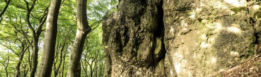 Gerolsteiner Dolomiten-Acht_Felsenpfad,_Buchenlochhöhle_Wald_Wandern, © Eifel Tourismus GmbH, Dominik Ketz