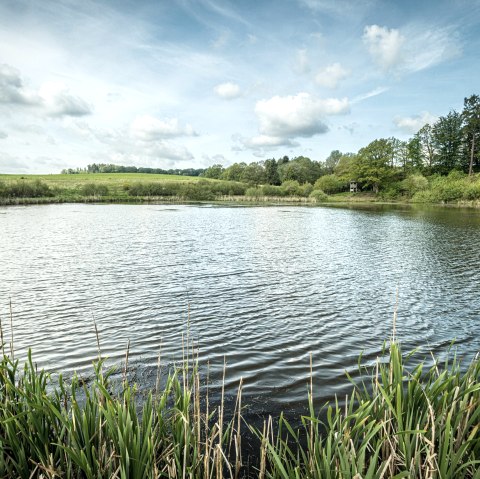 Eichholzmaar (2), © Eifel Tourismus GmbH, Dominik Ketz