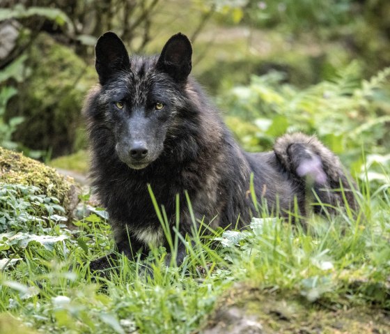 Wölfe im Adler und Wolfspark, © Eifel Tourismus GmbH, Dominik Ketz