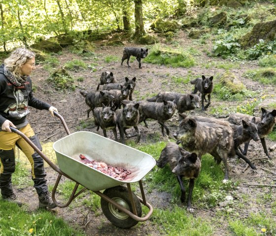 Wolfsfütterung im Adler- und Wolfspark, © Eifel Tourismus GmbH, Dominik Ketz