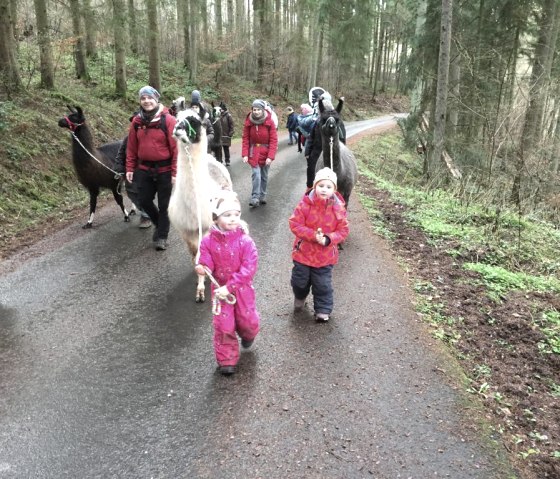 Lamas bei Wanderung, © Nikolai Wirtz, Lamazucht Vulkaneifel