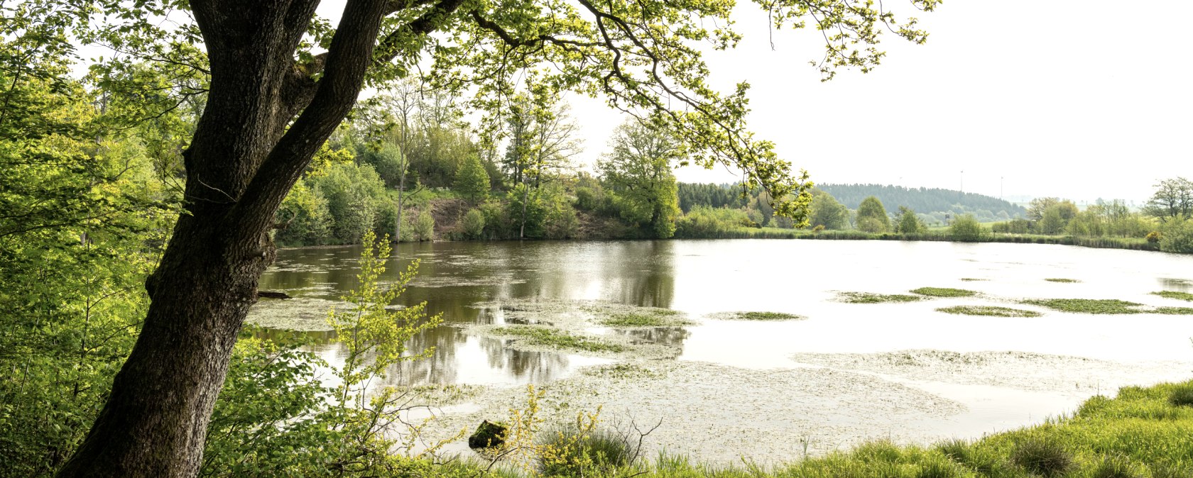 Blick auf das Eichholzmaar, © Eifel Tourismus GmbH, Dominik Ketz