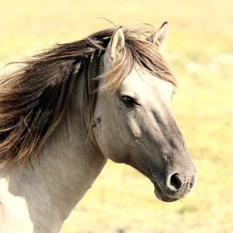 Pferd, © pixabay
