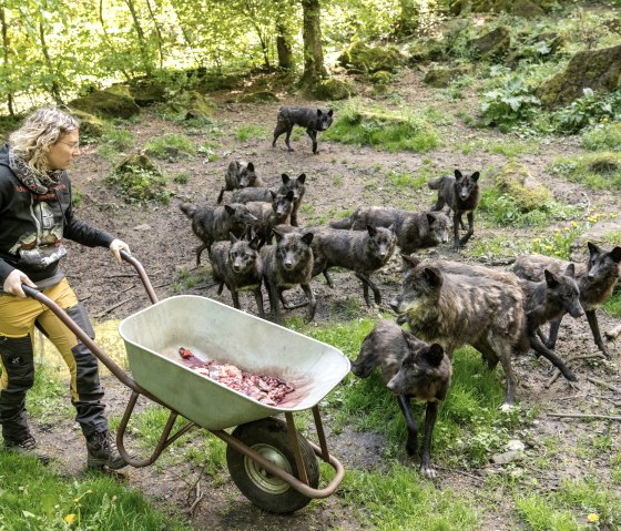 Wolfsfütterung Adler- und Wolfspark Kasselburg, © Eifel Tourismus GmbH, Dominik Ketz