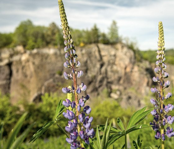 Steffeln Vulkangarten, © Eifel Tourismus GmbH, Dominik Ketz