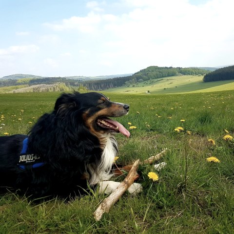 Rund um den Nerother Kopf mit Hund, © Nicole Baller/TW Gerolsteiner Land GmbH