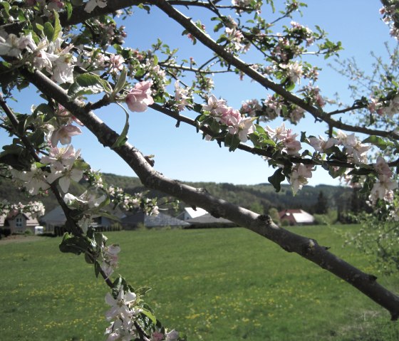 de-wanderweg-stadtkyll-sy-6-durch-den-stadtkyller-wald-auf-zimmers