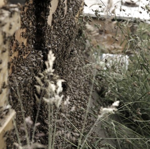 Imkerei Körsten Bienen, © Thomas Körsten