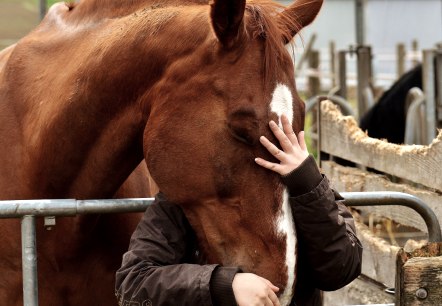 Eifel zu Pferd, © pixaby