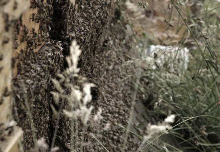 Imkerei Körsten Bienen, © Thomas Körsten