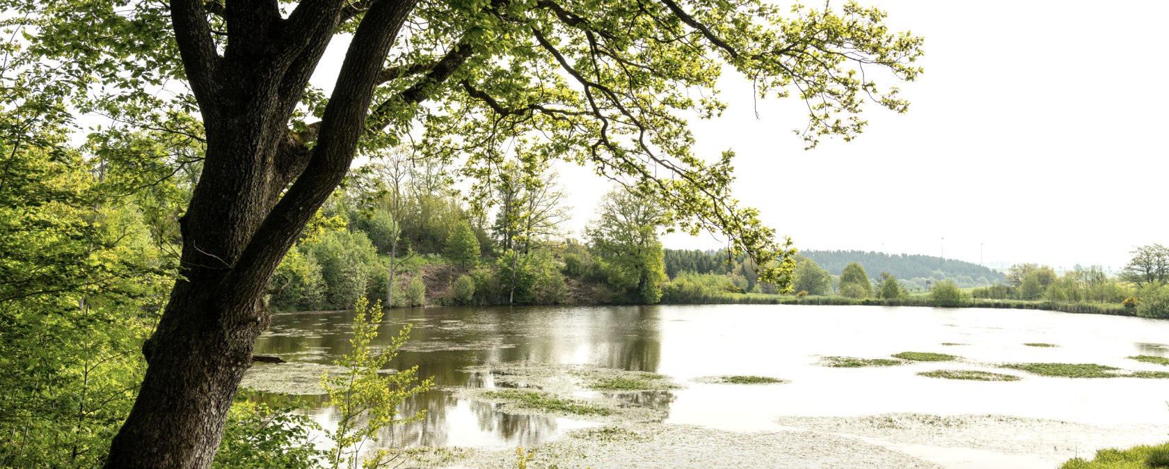 Eichholzmaar Steffeln, © Eifel Tourismus GmbH, Dominik Ketz