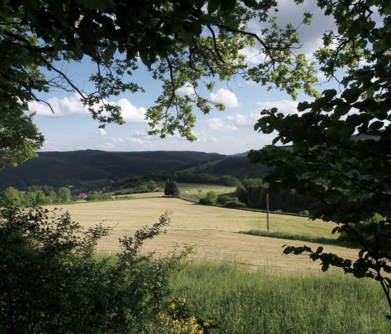 blick-aus-dem-wald-ueber-wiesen