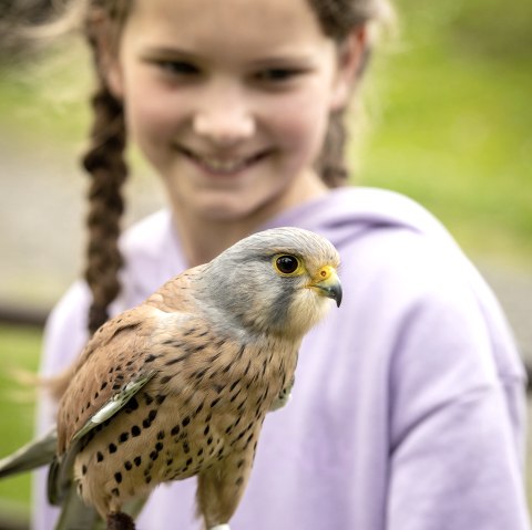 Greifvögel im Adler- und Wolfspark Kasselburg, © Eifel Tourismus GmbH, Dominik Ketz