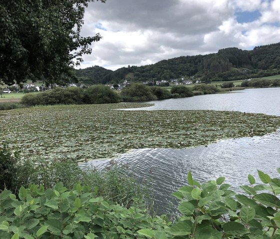 Seerosen am Meerfelder Maar, © GesundLand Vulkaneifel GmbH