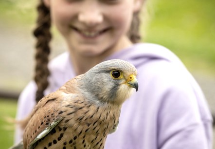 Greifvögel im Adler- und Wolfspark Kasselburg, © Eifel Tourismus GmbH, Dominik Ketz