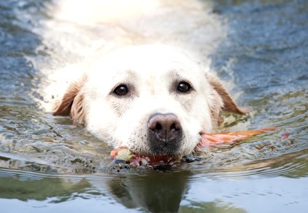 Hund schwimmt, © pixabay