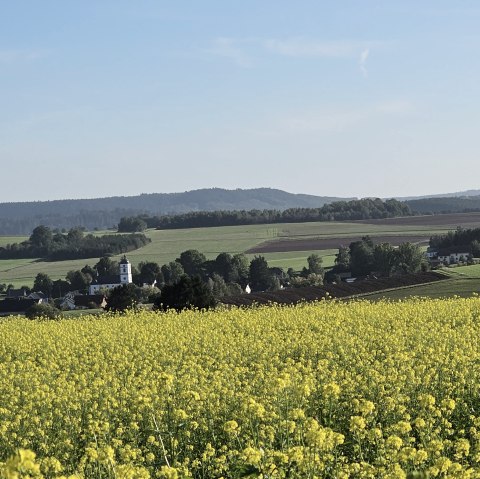 Rapsfelder mit Blick auf Auel (c) Touristik GmbH Gerolsteiner Land, Leonie Post, © Touristik GmbH Gerolsteiner Land