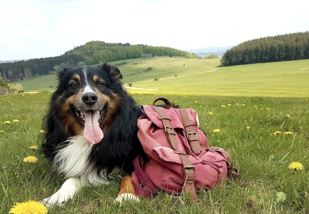 Wandern mit Hund, © Nicole Baller/TW Gerolsteiner Land GmbH