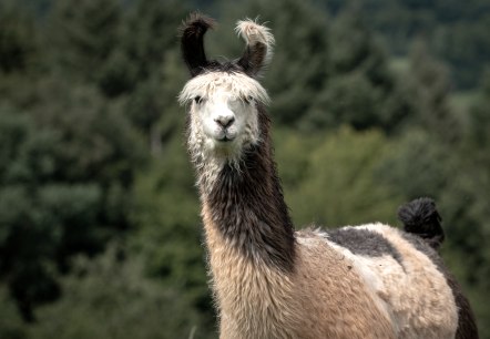 Lama-Wanderung, © Nikolai Wirtz, Lamazucht Vulkaneifel