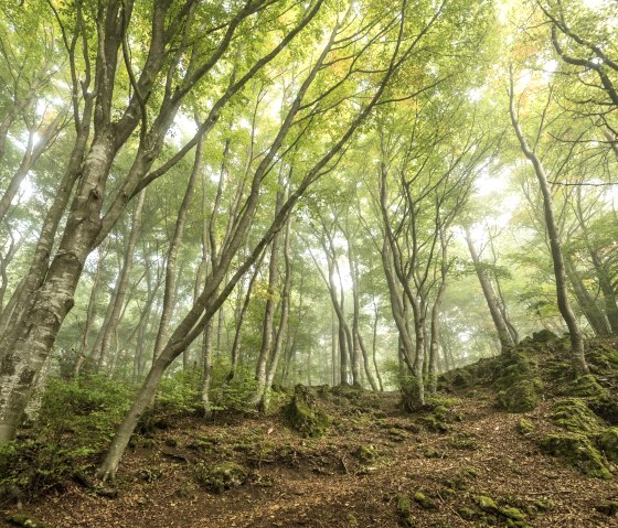 Wald, © Eifel Tourismus GmbH- Dominik Ketz