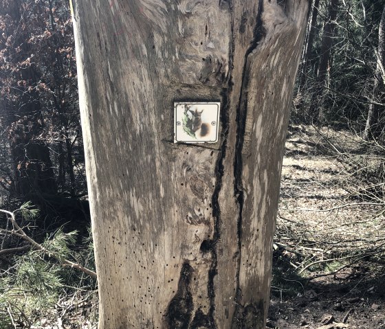 Het wandelroute-logo op een gevelde boom., © Touristik GmbH Gerolsteiner Land,Leonie Post