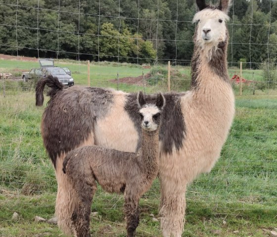 Lamas, © Nikolai Wirtz, Lamazucht Vulkaneifel