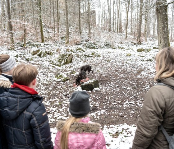 Adler und Wolfspark Wolfsfütterung (2), © Eifel Tourismus GmbH, Dominik Ketz