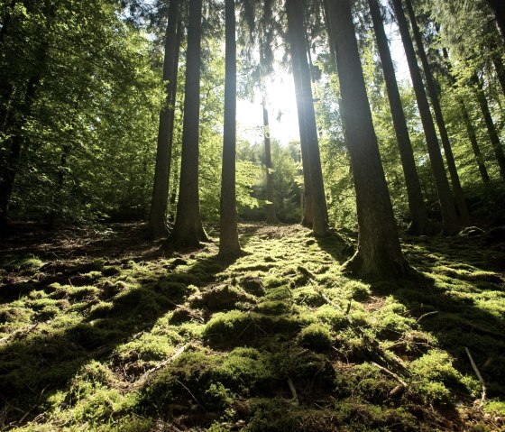 Eifel Landschaft, © Eifel Tourismus GmbH, Dominik Ketz