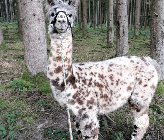 Lamawanderung, © Nikolai Wirtz, Lamazucht Vulkaneifel