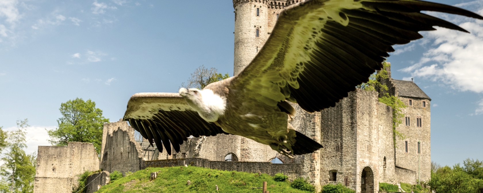 Adler &amp; Wolfspark Kasselburg, Pelm, © Eifel Tourismus GmbH, Dominik Ketz