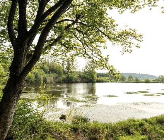 Eichholzmaar Steffeln, © Eifel Tourismus GmbH, Dominik Ketz