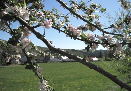 de-wanderweg-stadtkyll-sy-6-durch-den-stadtkyller-wald-auf-zimmers