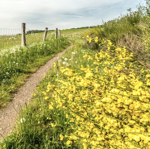 Vulcanpfad Frühling, © © Eifel Tourismus GmbH, Dominik Ketz