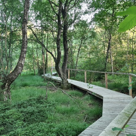 moorpfad-ormont-8, © Touristik GmbH Gerolsteiner Land