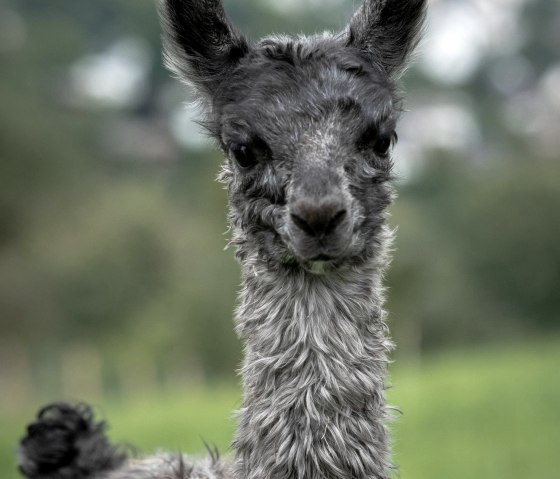 Lamas, © Nikolai Wirtz, Lamazucht Vulkaneifel