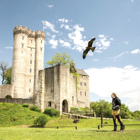 Adler & Wolfspark Kasselburg, Pelm, © Eifel Tourismus GmbH, Dominik Ketz