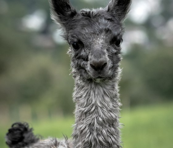 Lama_Wanderung, © Nikolai Wirtz, Lamazucht Vulkaneifel