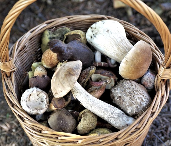 Pilze sammeln, © pixabay